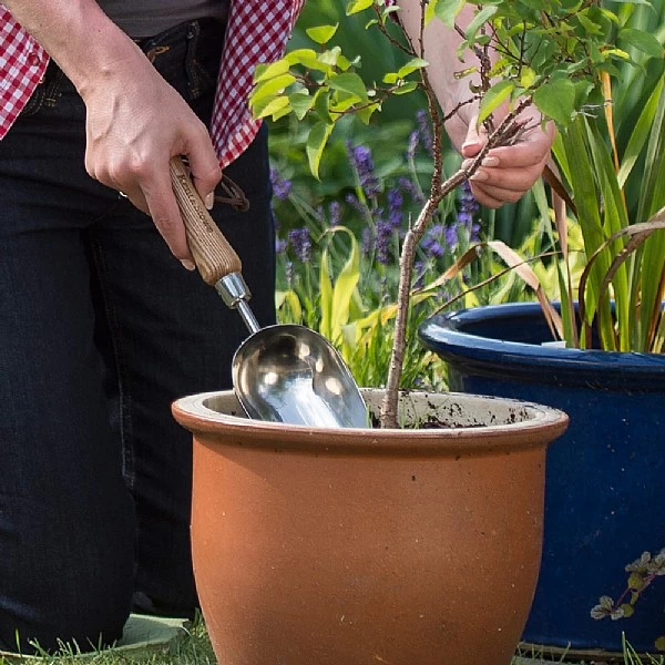 Kent & Stowe Stainless Steel Hand Potting Scoop 4 Kent & Stowe Stainless Steel Hand Potting Scoop - Image 2