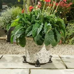 Jardinopia Plant Pot Feet Bronze Frog - Set Of 3 9 Jardinopia Plant Pot Feet Bronze Frog - Set Of 3 -Garden Essentials Shop 1177294 4