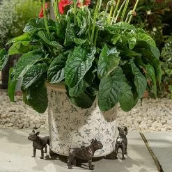 Jardinopia Plant Pot Feet Bronze French Bulldog 7 Jardinopia Plant Pot Feet Bronze French Bulldog -Garden Essentials Shop 1177301 3