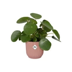 Elho Vibes Fold Round Planter 22cm Delicate Pink 11 Elho Vibes Fold Round Planter 22cm Delicate Pink -Garden Essentials Shop 1230824 4
