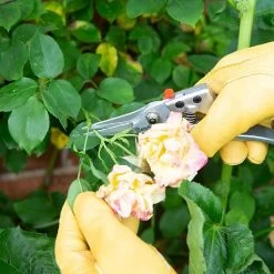 Garden Essentials Shop -Garden Essentials Shop 787075 1